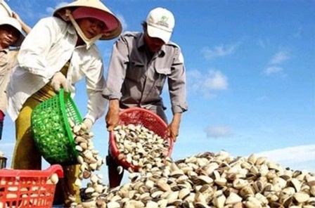 Vietnam increased exports of bivalve mollusks to the EU